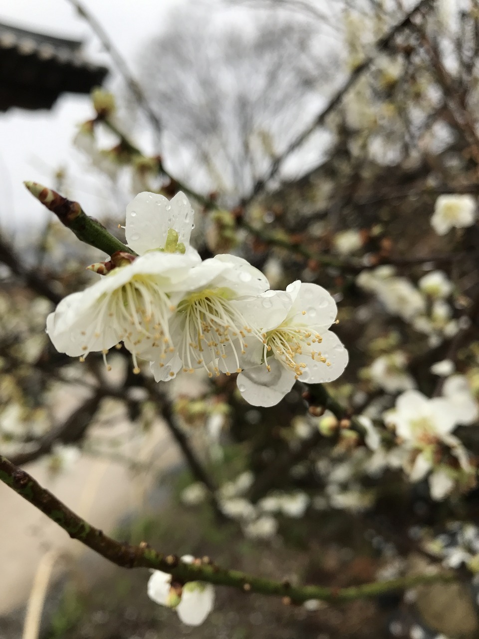 清明节放假，缅怀先人与春日踏青的完美融合