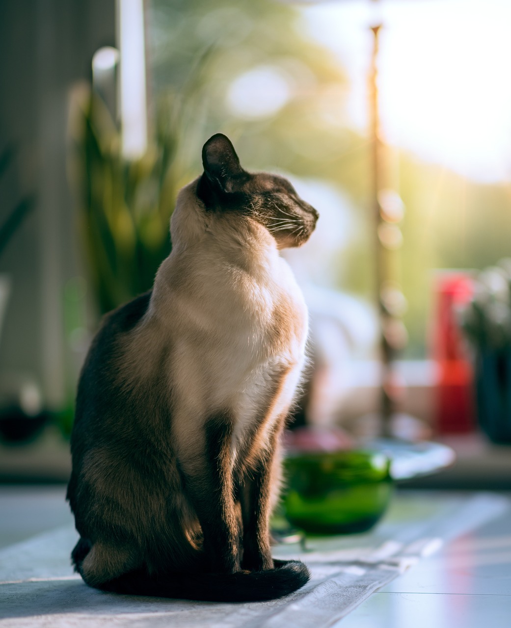 在世最长寿的猫咪离世，一段跨越时光的温暖故事