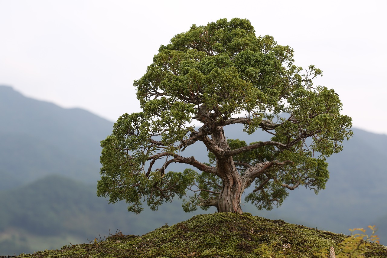 探秘灵芝盆景生产基地，以匠人之心，塑自然之美